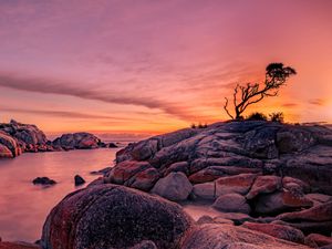 Preview wallpaper tree, stones, rocks, sunset, nature