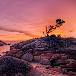 Preview wallpaper tree, stones, rocks, sunset, nature