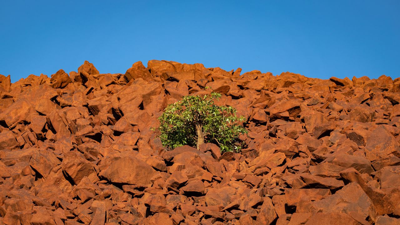 Wallpaper tree, stones, sky, nature
