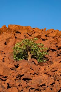 Preview wallpaper tree, stones, sky, nature