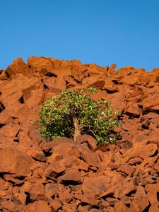 Preview wallpaper tree, stones, sky, nature