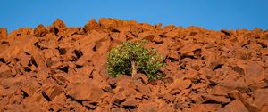 Preview wallpaper tree, stones, sky, nature