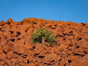 Preview wallpaper tree, stones, sky, nature