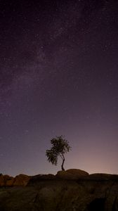 Preview wallpaper tree, stones, stars, night