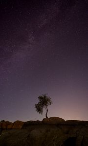 Preview wallpaper tree, stones, stars, night