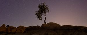 Preview wallpaper tree, stones, stars, night