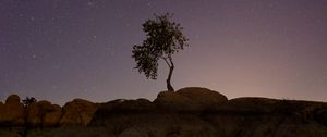 Preview wallpaper tree, stones, stars, night