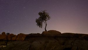 Preview wallpaper tree, stones, stars, night