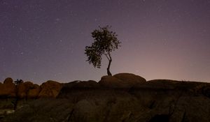 Preview wallpaper tree, stones, stars, night