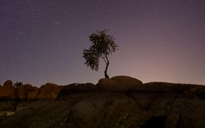 Preview wallpaper tree, stones, stars, night