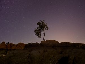 Preview wallpaper tree, stones, stars, night