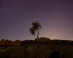 Preview wallpaper tree, stones, stars, night