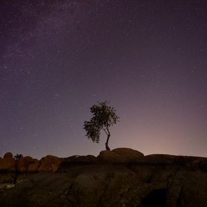 Preview wallpaper tree, stones, stars, night
