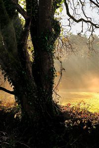 Preview wallpaper tree, sun, dawn, beams, ivy, trunk, glade