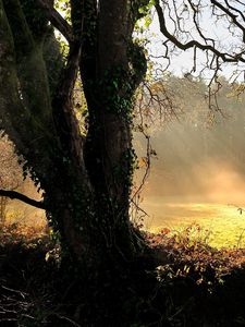 Preview wallpaper tree, sun, dawn, beams, ivy, trunk, glade