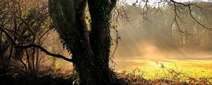 Preview wallpaper tree, sun, dawn, beams, ivy, trunk, glade