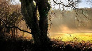 Preview wallpaper tree, sun, dawn, beams, ivy, trunk, glade