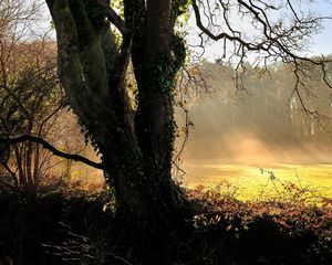 Preview wallpaper tree, sun, dawn, beams, ivy, trunk, glade