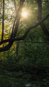 Preview wallpaper tree, sun, forest, nature, dawn