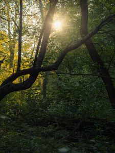 Preview wallpaper tree, sun, forest, nature, dawn