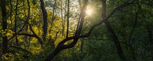 Preview wallpaper tree, sun, forest, nature, dawn