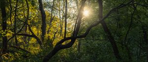 Preview wallpaper tree, sun, forest, nature, dawn