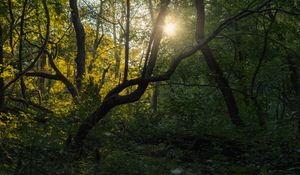 Preview wallpaper tree, sun, forest, nature, dawn