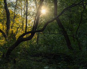 Preview wallpaper tree, sun, forest, nature, dawn