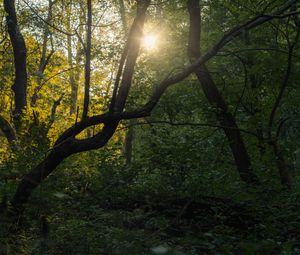Preview wallpaper tree, sun, forest, nature, dawn