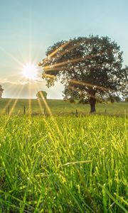 Preview wallpaper tree, sun, grass, landscape
