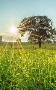 Preview wallpaper tree, sun, grass, landscape