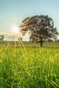 Preview wallpaper tree, sun, grass, landscape