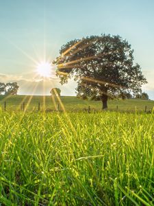 Preview wallpaper tree, sun, grass, landscape
