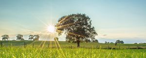 Preview wallpaper tree, sun, grass, landscape