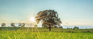 Preview wallpaper tree, sun, grass, landscape