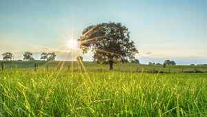 Preview wallpaper tree, sun, grass, landscape