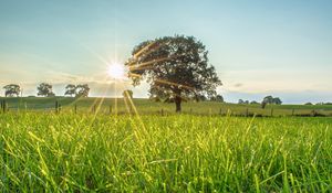 Preview wallpaper tree, sun, grass, landscape