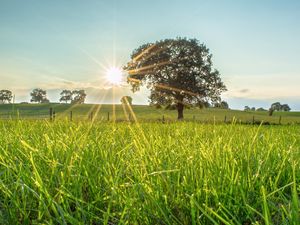 Preview wallpaper tree, sun, grass, landscape