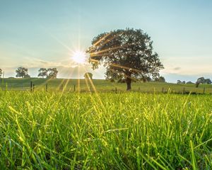 Preview wallpaper tree, sun, grass, landscape
