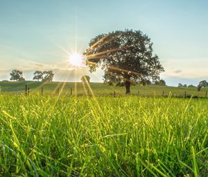 Preview wallpaper tree, sun, grass, landscape