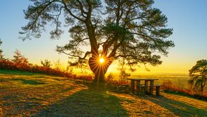 Preview wallpaper tree, sun, landscape, autumn, nature