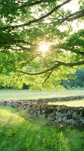 Preview wallpaper tree, sun, protection, stone, possession, grass, summer, light