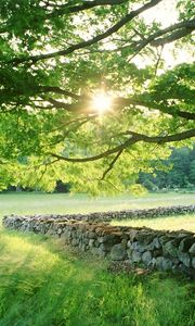 Preview wallpaper tree, sun, protection, stone, possession, grass, summer, light