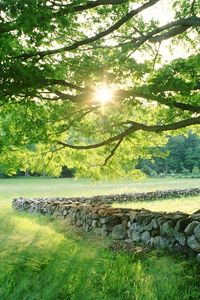 Preview wallpaper tree, sun, protection, stone, possession, grass, summer, light