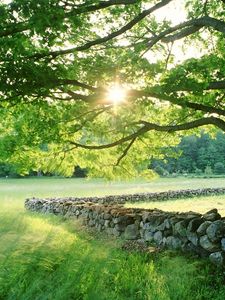 Preview wallpaper tree, sun, protection, stone, possession, grass, summer, light