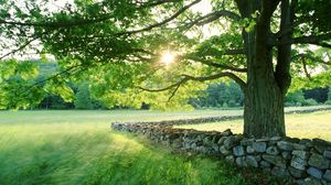 Preview wallpaper tree, sun, protection, stone, possession, grass, summer, light