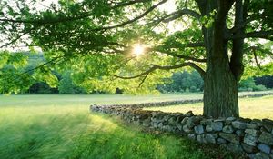 Preview wallpaper tree, sun, protection, stone, possession, grass, summer, light