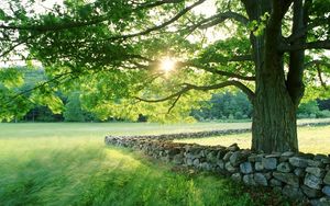 Preview wallpaper tree, sun, protection, stone, possession, grass, summer, light