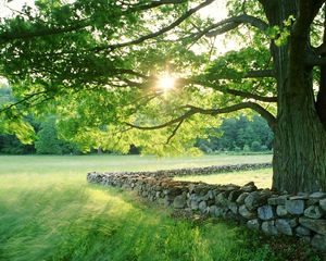 Preview wallpaper tree, sun, protection, stone, possession, grass, summer, light