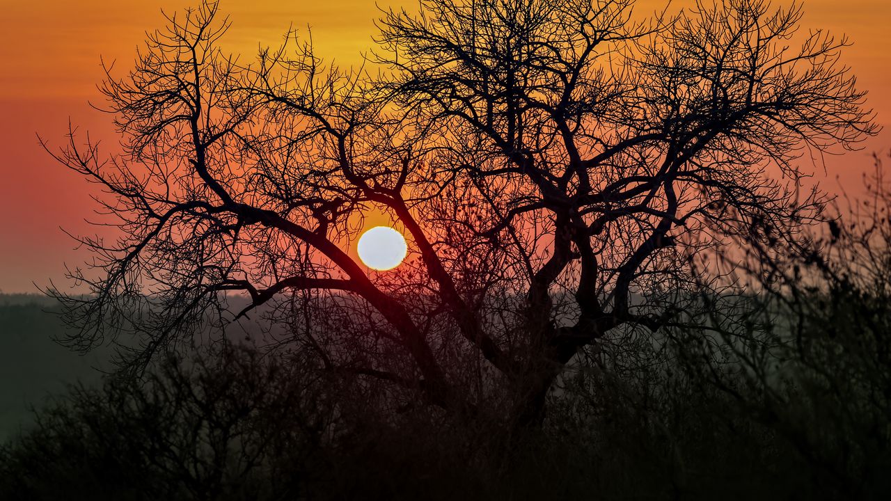 Wallpaper tree, sun, sunrise, nature, landscape